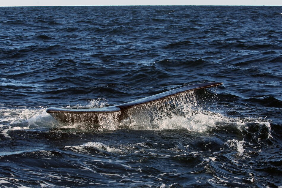 Las heces de las ballenas revelan el aumento de algas tóxicas causado por el calentamiento global