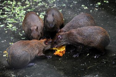 Roedores ladronzuelos salvan las selvas tropicales en Panamá