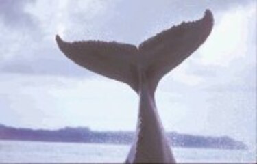 La ballena: un gigante indefenso