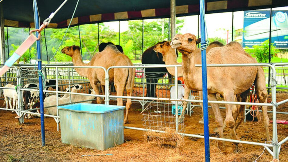 Un circo en el destierro