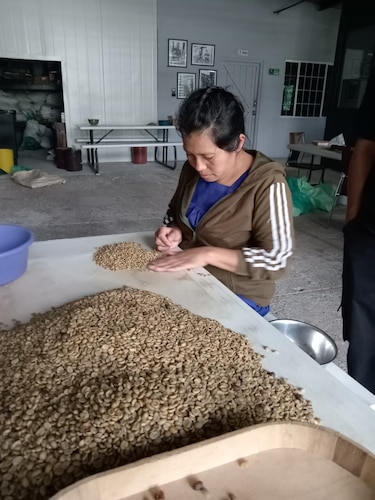 50 lotes de café panameño, bajo custodia, esperan subasta internacional