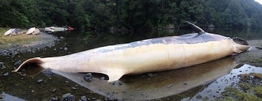 Acusan a científicos de ocultar la muerte de más de 330 ballenas