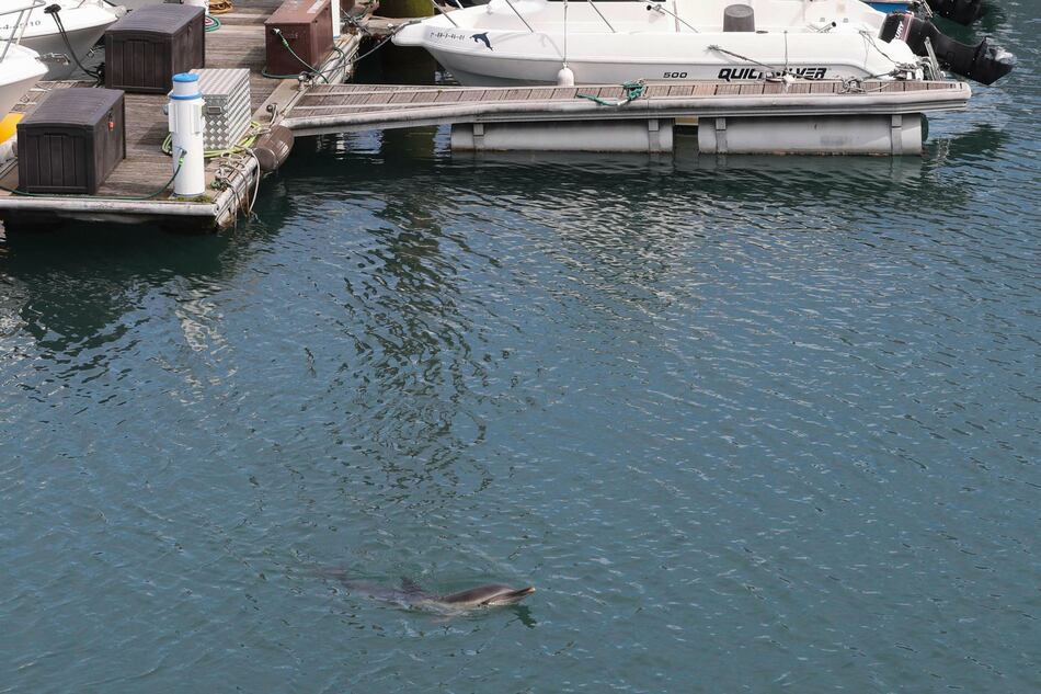 Capturas accidentales de delfines, un debate que surca las costas del norte de España
