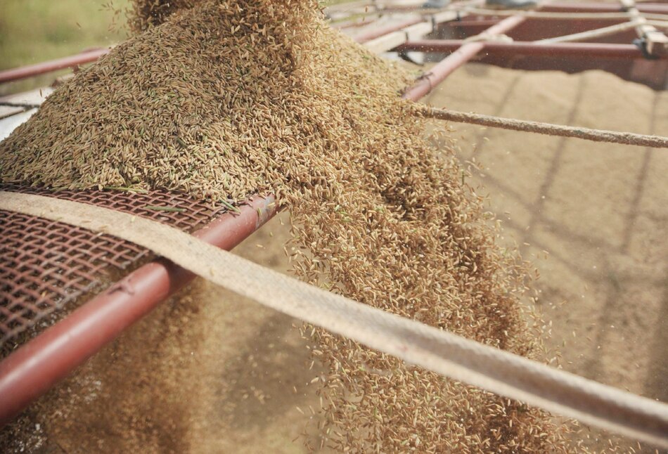 Arroz de primera llega a los comercios