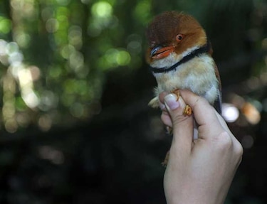 Aves amazónicas están mutando debido al cambio climático