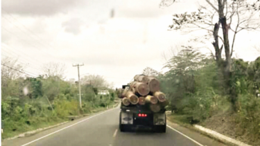 Persiste la tala de bosques pese a la medida de cuarentena