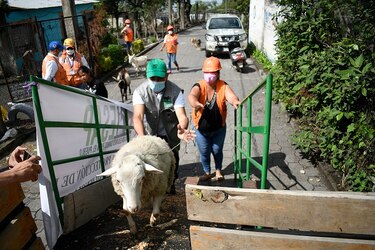 Primer simulacro de evacuación para proteger animales ante eventual erupción del volcán Pacaya
