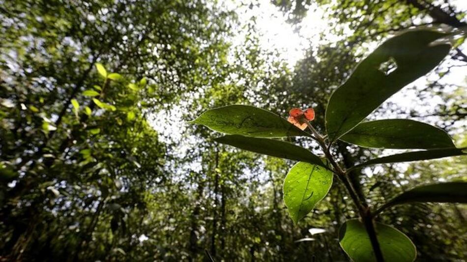 Área del parque Soberanía pasará a manos de la Alcaldía capitalina