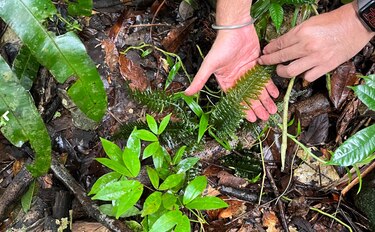 Los gigantes del bosque en el este de Panamá