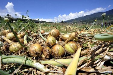 Asamblea evaluará restricción de la importación de cebolla en época de cosecha