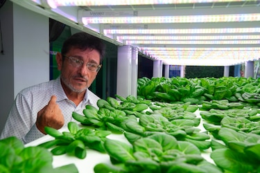 Agricultura vertical revoluciona cultivo en Panamá: lechuga en 30 días sin sol ni tierra