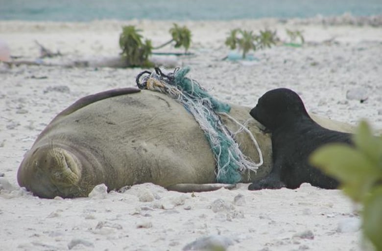 Las redes fantasma de los océanos