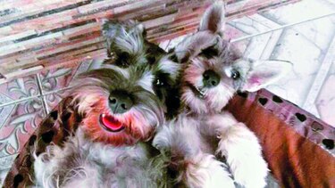 El amigable Coco