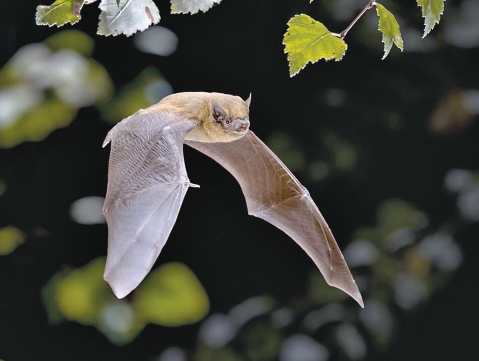 Murciélagos cargan con la culpa de la pandemia