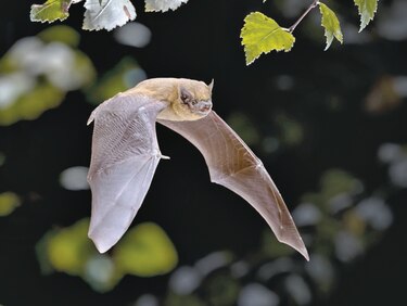 Murciélagos cargan con la culpa de la pandemia