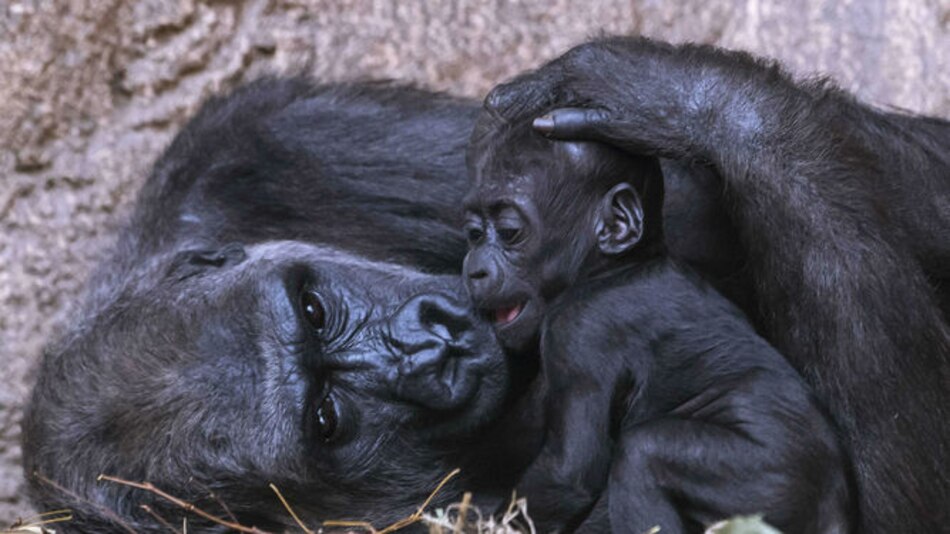 Gorila nacido en Leipzig es un macho de nombre Kio