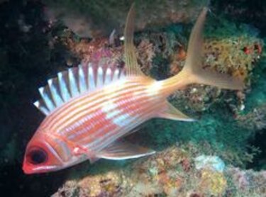 Biólogo panameño estudia la 'retardación' del parto en un tiburón bambú hembra