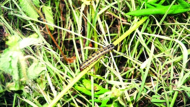 Plaga de langostas devora pastizales de Los Santos