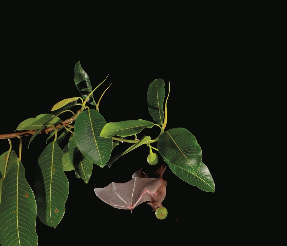 Los murciélagos caen en el efecto señuelo