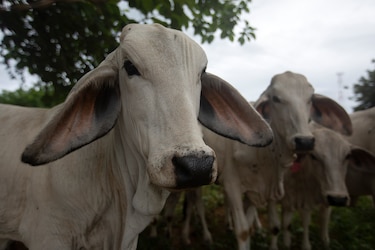 El hurto organizado devora el hato ganadero en Panamá
