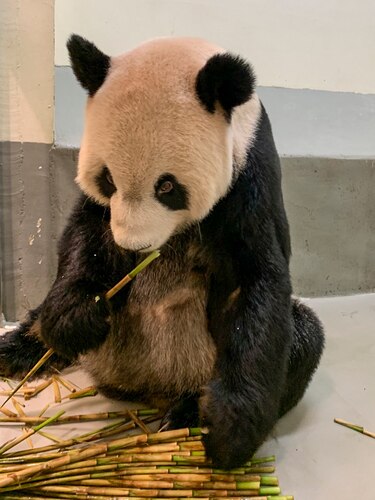 El panda enfermo que ha acercado a China y Taiwán