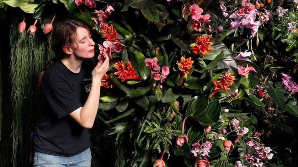Londres celebra con 10 mil orquídeas la biodiversidad única de Colombia