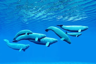 Canadá respalda el traslado de las 30 últimas belugas de Marineland a España y Estados Unidos