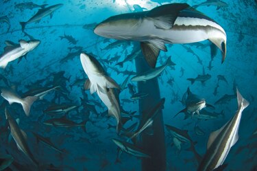 Industria pesquera cambia de estrategia