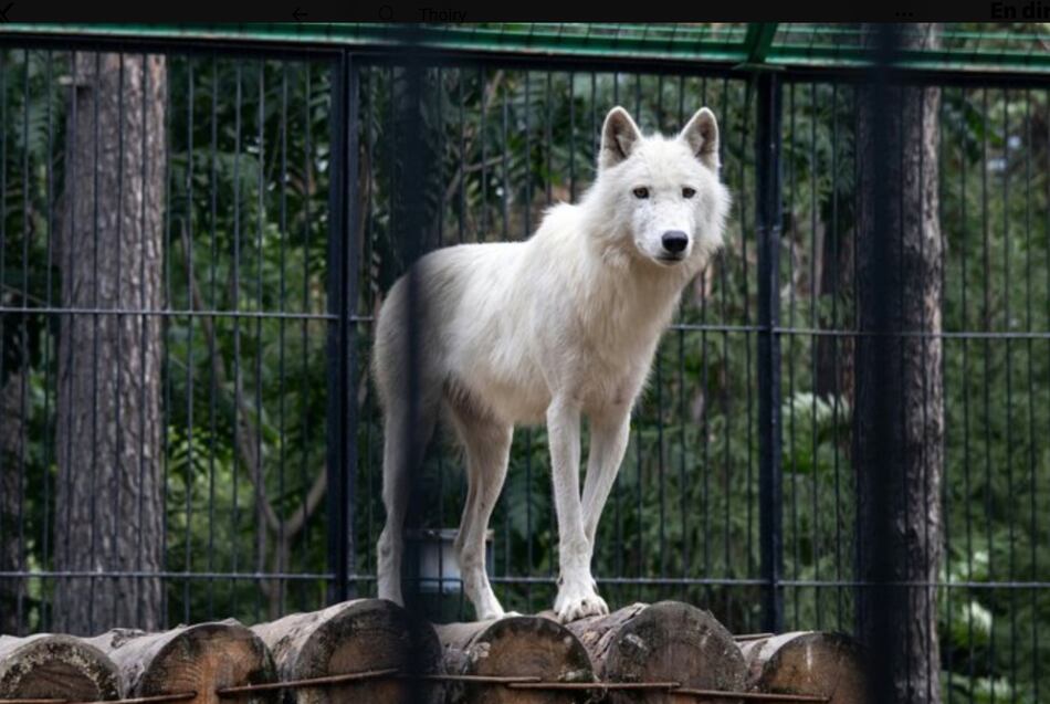 Una mujer entra por error en un recinto de lobos en París y resulta gravemente herida