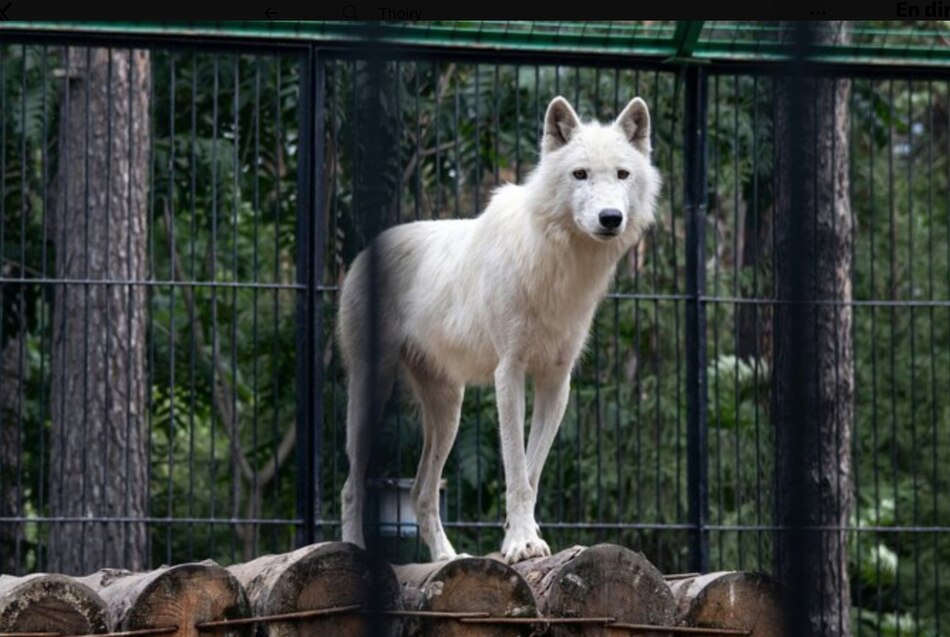 Una mujer entra por error en un recinto de lobos en París y resulta gravemente herida