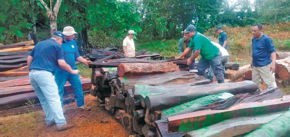 Tala ilegal, una amenaza sobre Panamá este y Darién