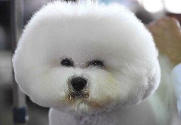 El certamen canino de Nueva York, un asunto de profesionales