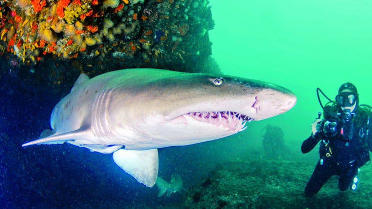 Tiburones: rentabilizar su conservación