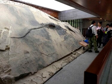 Hallan un fósil de reptil en el estómago de un fósil de un reptil mayor