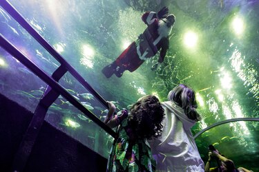 Papá Noel se da un chapuzón entre tiburones en Río de Janeiro