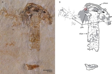 Hallan la seta más antigua, que compartió la Tierra con los dinosaurios