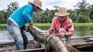 Pirarucu, el pez gigante del Amazonas usado para hacer prendas de lujo (y el reclamo de los pescadores para participar en las ganancias)