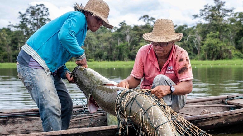 Pirarucu, el pez gigante del Amazonas usado para hacer prendas de lujo (y el reclamo de los pescadores para participar en las ganancias)