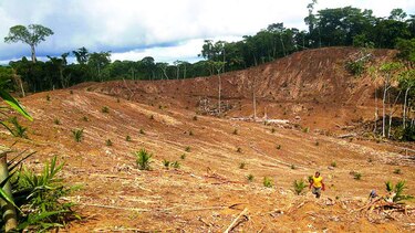 Evangelizando la palma aceitera