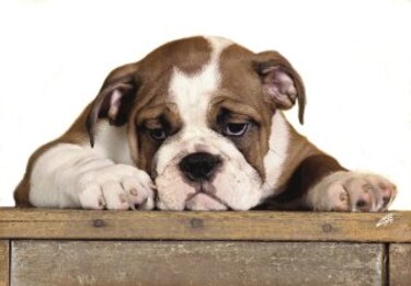 El ‘bulldog’