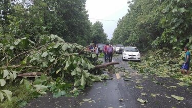 Ráfagas de viento derriban unos 200 árboles en Río de Jesús, Veraguas