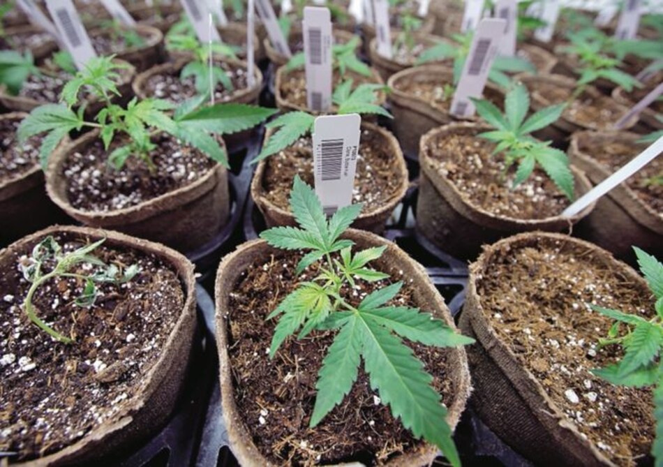 Tras cinco años de regular el mercado del cannabis, Uruguay debate su uso medicinal