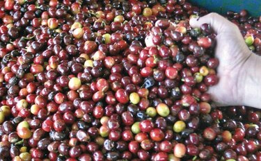 Exportación de café cae por cuarto mes consecutivo