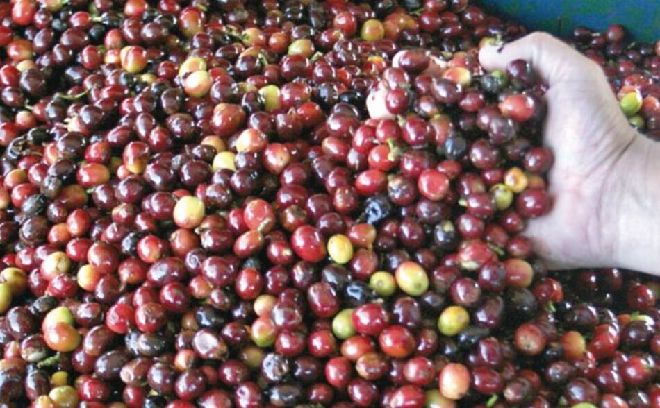 Exportación de café cae por cuarto mes consecutivo