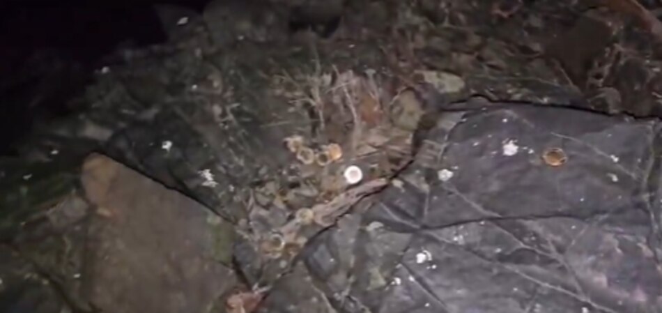 Continúan apareciendo monedas ‘martinellis’ presuntamente falsas en el país