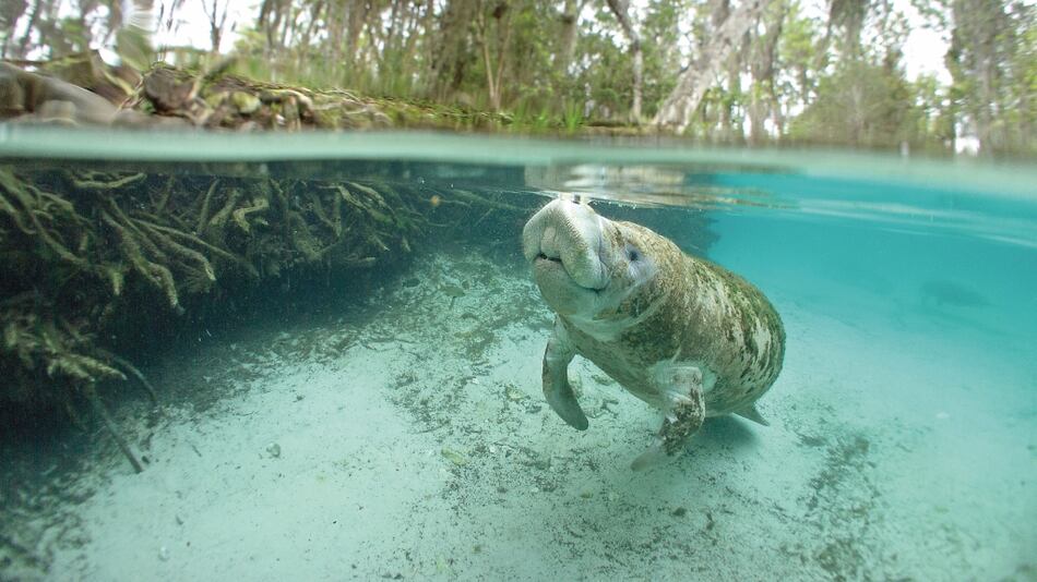 Misión por los manatíes