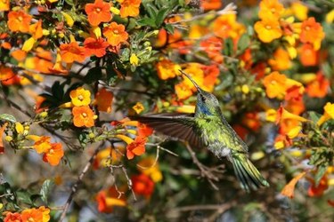 Chiriquí: la historia del Valle de la Luna