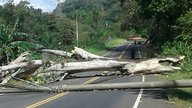 Caída de árbol provoca suspensión de fluido eléctrico en Dolega;  potabilizadora está detenida