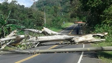 Caída de árbol provoca suspensión de fluido eléctrico en Dolega; potabilizadora está detenida