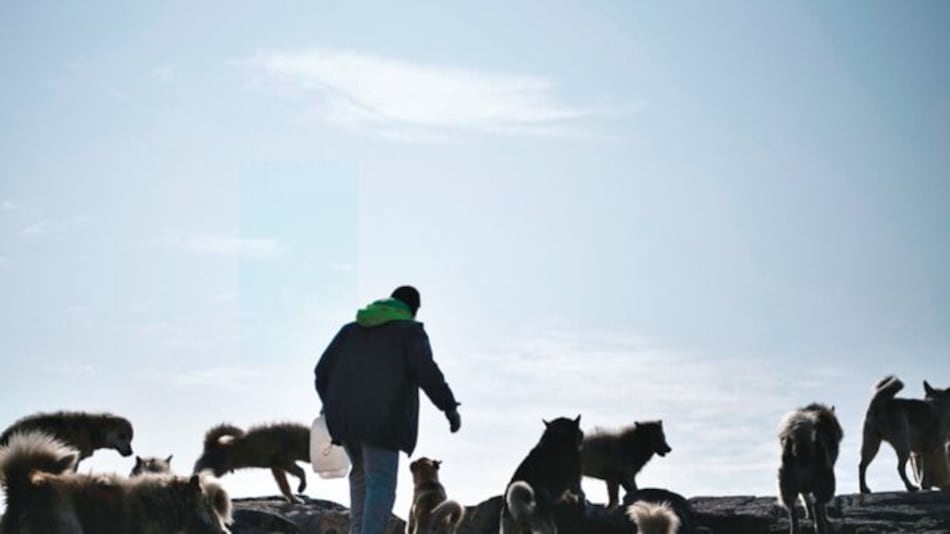 Perros son afectados por una enfermedad no identificada